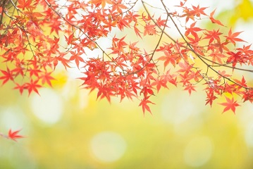 紅葉の枝